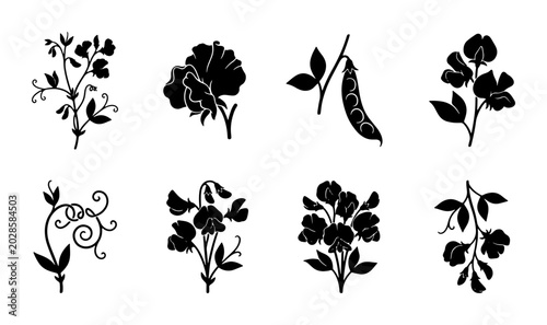 Photos Elegant Botanical Silhouettes: Sweet Pea Flower Vector Elements, Delicate Floral