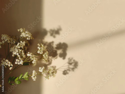 Delicate White Flowers with Soft Shadow Background