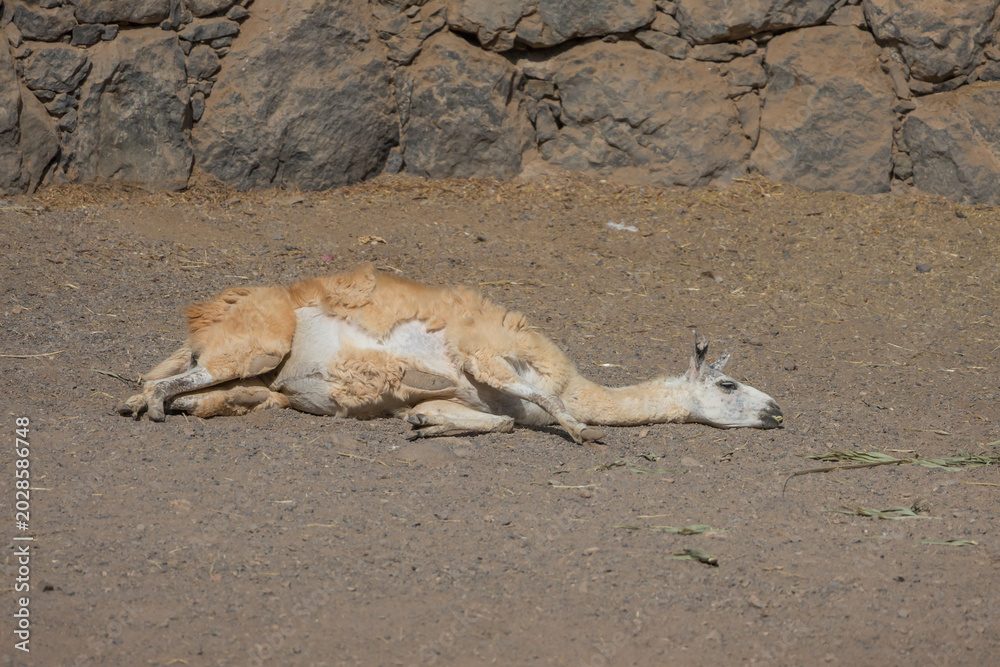 Fototapeta premium Exhausted llama lying down on dusty ground portraying concept of burnout and fatigue