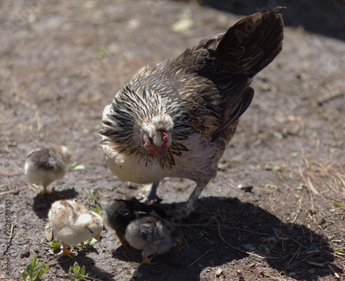 Cruz de Tejeda on Gran Canaria has a small population of free-range chicken