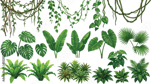 Tropical jungle leaves and hanging liana vines set, exotic botanical plant collection, green monstera and palm foliage vector illustrations