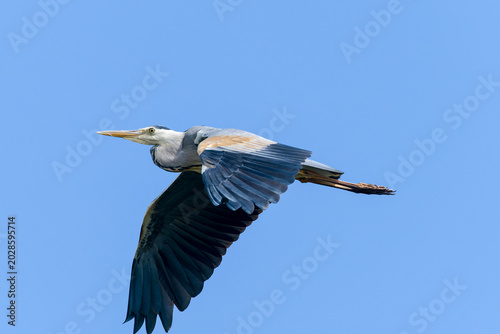 Photos Graureiher im Flug