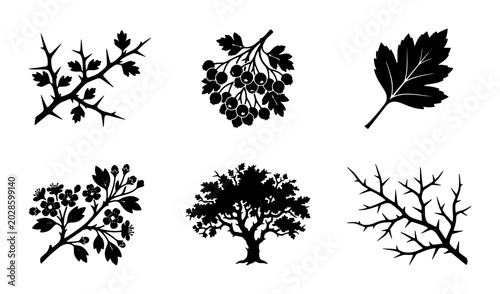 Konstfotografi Botanical Vector Silhouettes: Hawthorn Tree, Branches, Leaves, and Berries, Deco