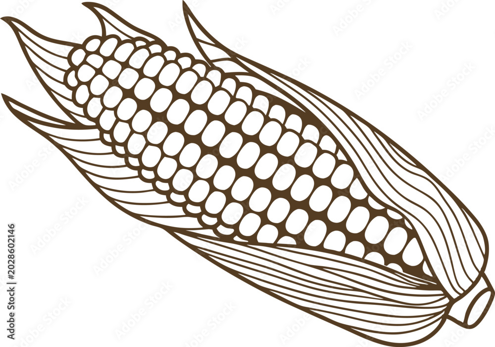 Fototapeta premium Detailed monochrome illustration of a corn ear with husk, natural farm produce design