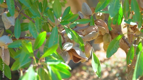 Almond Trees Almond Orchards Ripe Almonds Growing On Tree Branches Nature Harvest