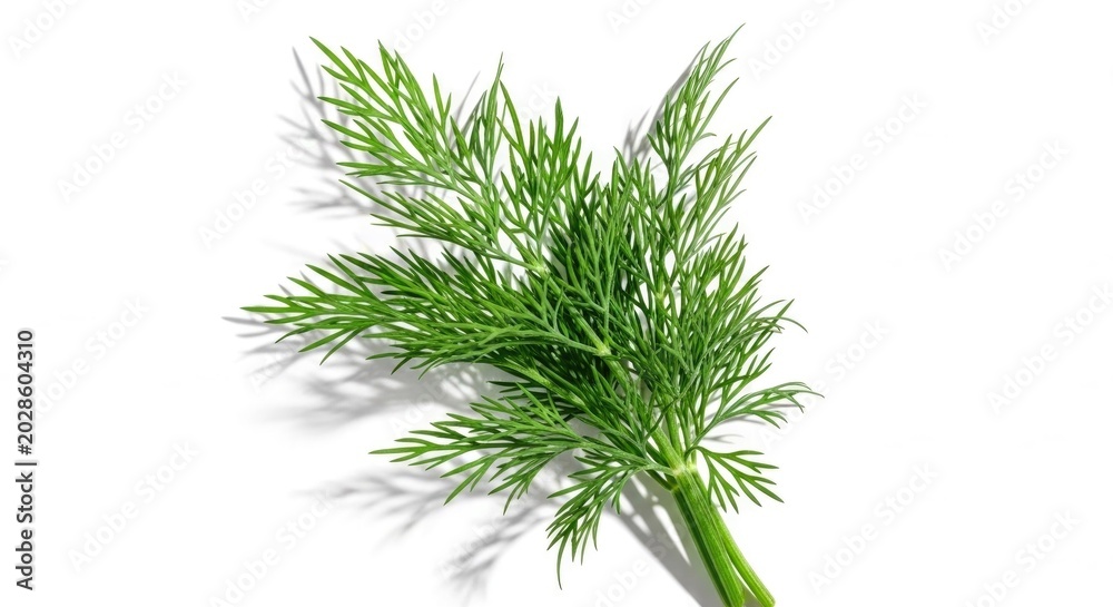 Fototapeta premium Fresh green dill herb plant with leafy stems on white background
