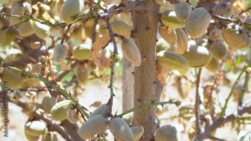 Almond Trees Almond Orchards Ripening Almonds on Tree Branch Closeup