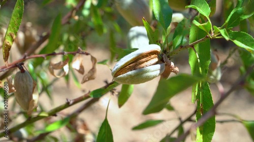 Almond Trees Almond Orchards Ripe Fruit On Tree Branch