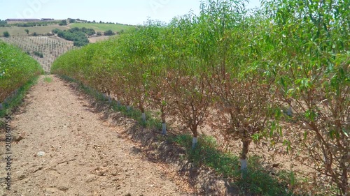 Almond Trees Almond Orchards Rows Green Leaves Agriculture Cultivation