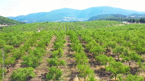 Almond Orchards Green Almond Trees Rural Landscape Agriculture