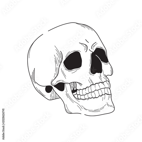 human skull vector illustration