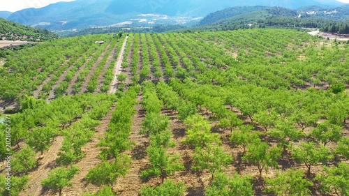Almond Orchards Rows Green Trees Agriculture Landscape Aerial View Summer
