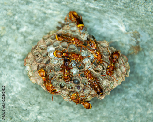 Paper Wasps on Geometric Hexagonal Nest Against Textured Stone