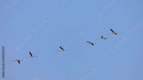 Billede på lærred Pink flamingos flying gracefully over a wetland landscape, capturing elegant bird movement and natural wildlife scenery