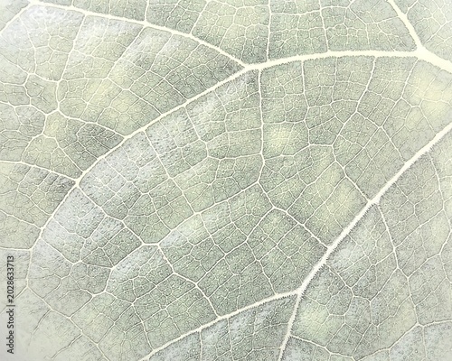 Fotografie Leaf vein texture pattern background, close up macro sketch of pale green botani