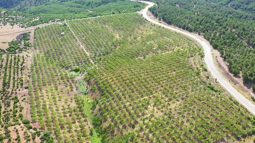 Almond Orchards Aerial View Agricultural Landscape Green Trees