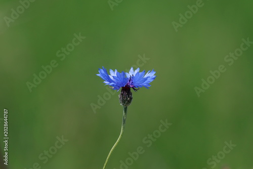 Centaurea cyanus beautiful wildflower