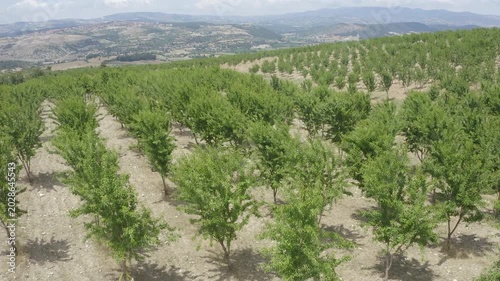 Almond Trees Orchard Hillside Green Rural Landscape Agriculture View