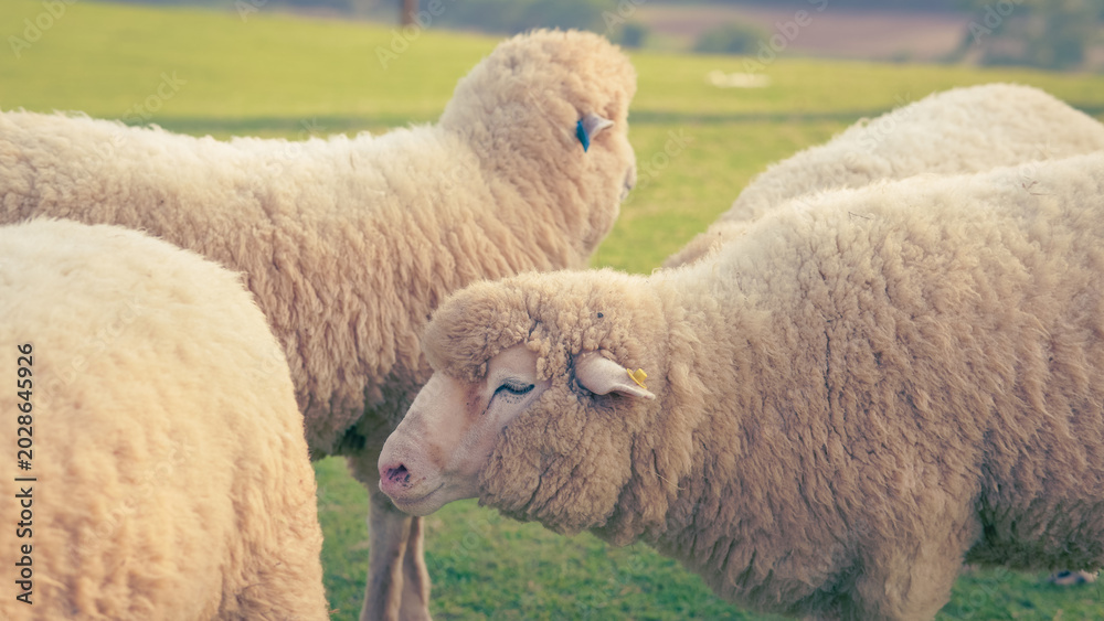 Fototapeta premium Flock of sheep grazing in a sprawling green pasture with livestock, grassland