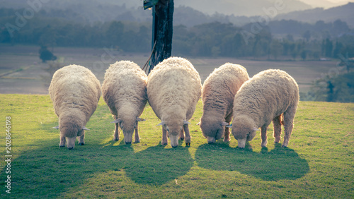Group of sheep grazing on a hill in the morning light with sunlight, livestock