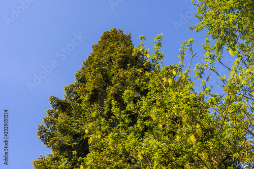 Bild auf Leinwand Tall flowering laburnum tree against deep blue sky, Deutschland, Augsburg, 18