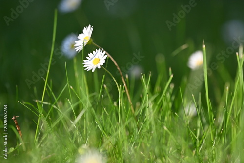 White daisy flowers blooming in a vibrant green grass field.