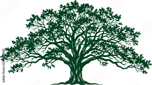 Photography Dark green tree silhouette with sprawling branches and leaves isolated on white