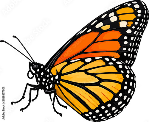 Canvas-taulu Danaus plexippus illustration art