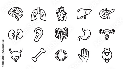 Collection of Outline Human Internal Organs Icons for Medical and Healthcare Design