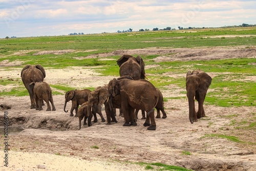 Herd of Elephants in Chobe National Park close to the city of Kasane in the very North of Botswana