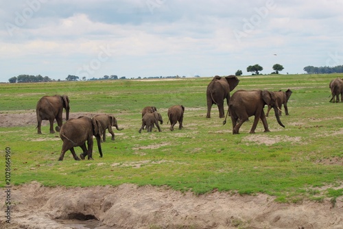 Herd of Elephants in Chobe National Park close to the city of Kasane in the very North of Botswana
