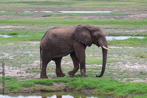 Herd of Elephants in Chobe National Park close to the city of Kasane in the very North of Botswana