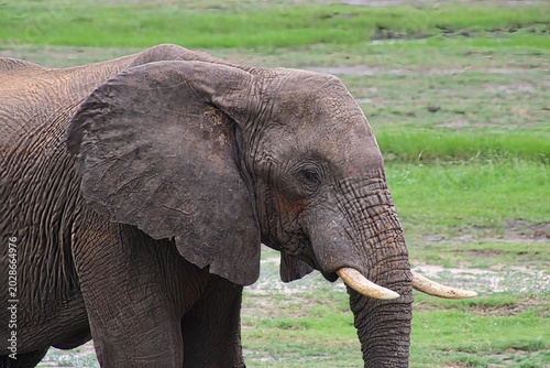 Herd of Elephants in Chobe National Park close to the city of Kasane in the very North of Botswana