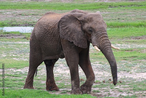 Herd of Elephants in Chobe National Park close to the city of Kasane in the very North of Botswana