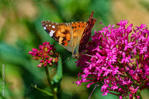 Tableau sur toile Papillon vanesse des chardons