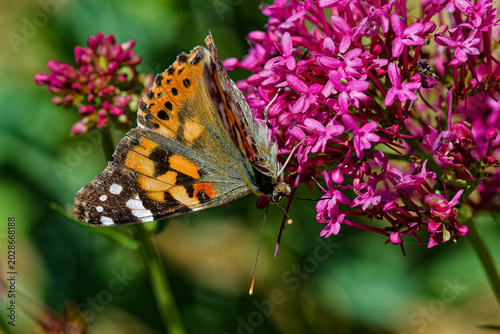 Tableau sur toile Papillon vanesse des chardons