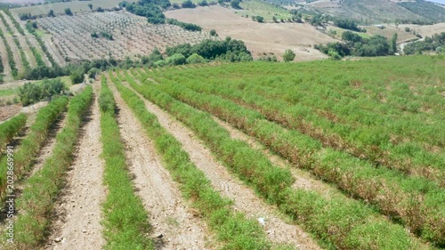 Almond Trees Almond Orchards Rural Landscape Green Farmland Agriculture Field Rows Sunny Day