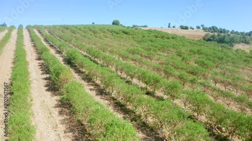 Almond Orchards Rows of Trees Under Blue Sky Agriculture Farming
