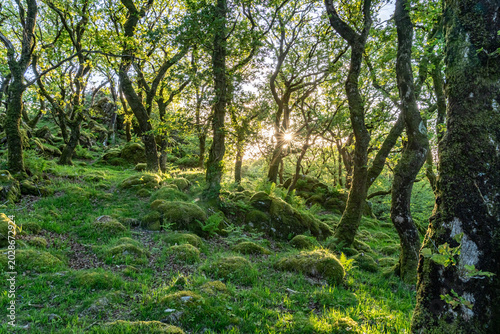 Tableau sur toile Views around Coed ty canol - national nature reserve and ancient woodland