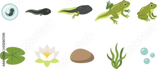 Schilderij op canvas Frog Life Cycle Stages with Tadpole Transformation, Amphibian Development Proces