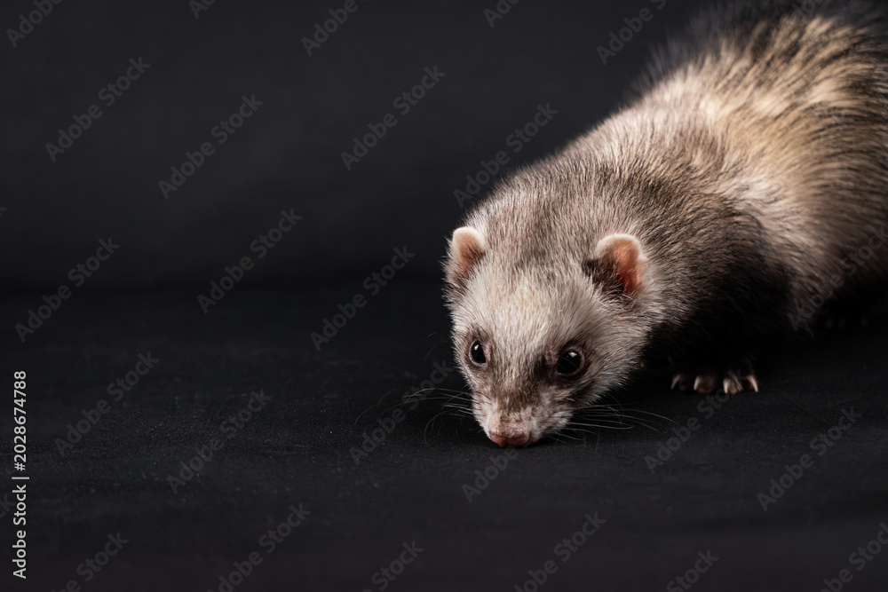 Fototapeta premium Pet ferret with black background
