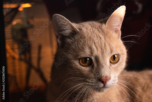 Ginger cat portrait