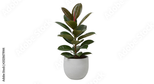 Rubber plant ficus elastica in a grey pot isolated on transparent background