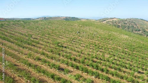 Almond Orchard Workers Rural Landscape Cultivation Farming