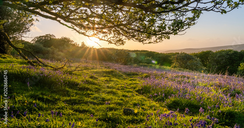 Photos Views around Coed ty canol - national nature reserve and ancient woodland