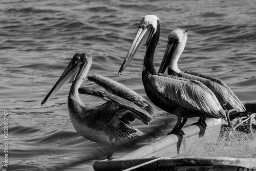 Schilderij op canvas A group of pelicans in a coastal setting, black-and-white photograph