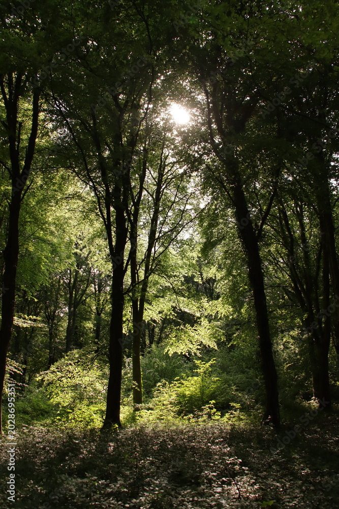 Obraz premium trees and sun shining through