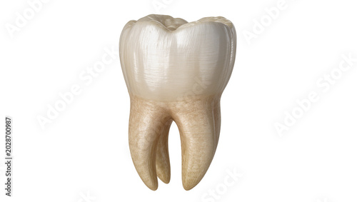 Foto Human molar tooth with roots, isolated on transparent background