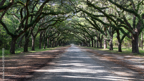 Live oak tree tunnel with Spanish moss along scenic driveway in Georgia