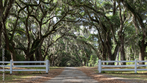 Spanish moss covered live oak tunnel driveway with white fences in Georgia